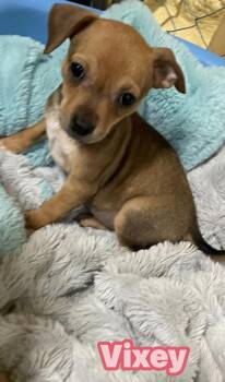 Terrier and Hound Dogs Available for Adoption - Vixey | PetCurious
