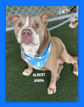 ALBERT -  Pit Bull Terrier Dog for Adoption in Marietta, Georgia - ALBERT | PetCurious