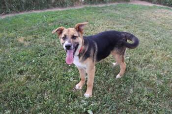 Kestrel -  Shepherd and Border Collie Dog for Adoption in Austin, Minnesota - Kestrel | PetCurious