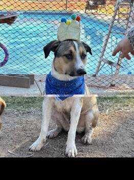 COSMO #3 -  Pit Bull Terrier Dog for Adoption in Chandler, Arizona - COSMO #3 | PetCurious