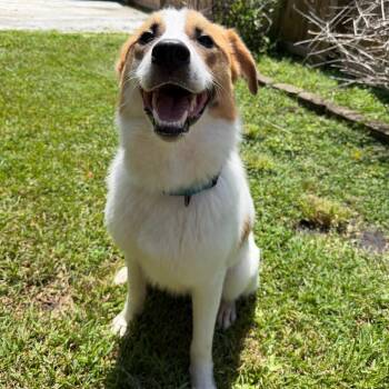 Cash -  Great Pyrenees Dog for Adoption in Hollister, Florida - Cash | PetCurious