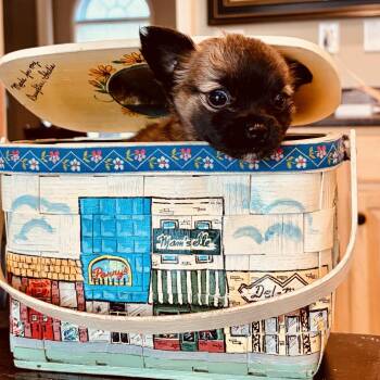 Mabel -  Chihuahua Dog for Adoption in La Grange, Kentucky - Mabel | PetCurious