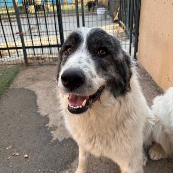 Rescue Great Pyrenees Dogs for Adoption in Grand Junction, Colorado - Chloe | PetCurious