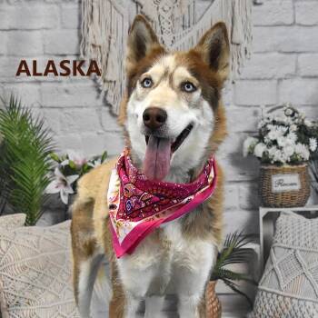 Husky Dogs Available for Adoption in Yuma, Arizona - Alaska | PetCurious