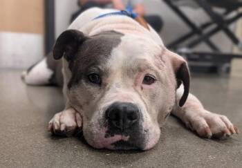 Lola -  American Staffordshire Terrier Dog for Adoption in Greenfield, Indiana - Lola | PetCurious