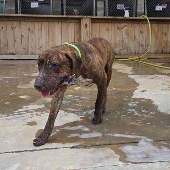 Daryl Lee -  Mixed Breed Dog for Adoption in Freeport, Florida - Daryl Lee | PetCurious