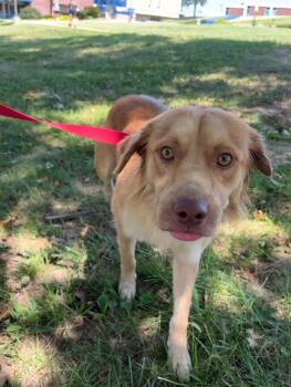 Kameron Michel -  Golden Retriever Dog for Adoption in Hillsboro, Missouri - Kameron Michel | PetCurious
