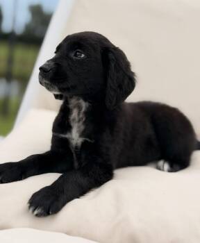 Luna -  Golden Retriever and Dalmatian Dog for Adoption - Luna | PetCurious