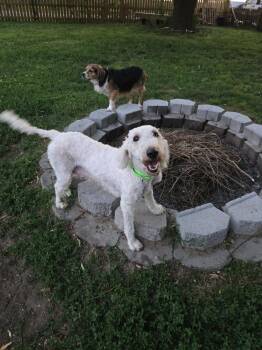 Doodle Bob -  Labradoodle and Goldendoodle Dog for Adoption in Milton, Delaware - Doodle Bob | PetCurious