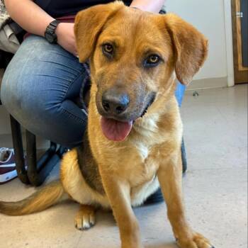Shepherd and Mixed Breed Dogs Available for Adoption - Leo | PetCurious