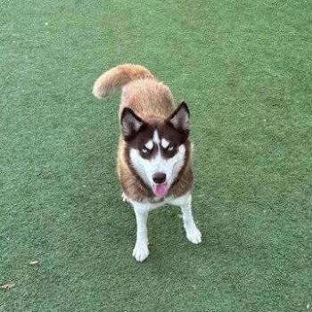 Husky Dogs Available for Adoption - Denali I (New Digs) | PetCurious
