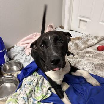 Blue -  Black Labrador Retriever and Mixed Breed Dog Available for Adoption in Austin, Texas - Blue | PetCurious