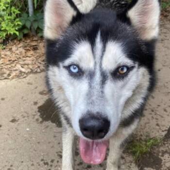 Mixed Breed Dogs Available for Adoption in Columbus, Georgia - 05/29/2026-Stray-TorchHillRoad | PetCurious
