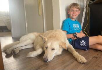 Cheddar -  German Shepherd Dog and Mixed Breed Dog for Adoption in Los Angeles, California - Cheddar | PetCurious