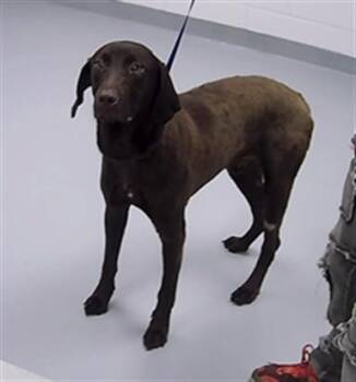 EAGLE -  Labrador Retriever Dog for Adoption in St. Cloud, Florida - EAGLE | PetCurious