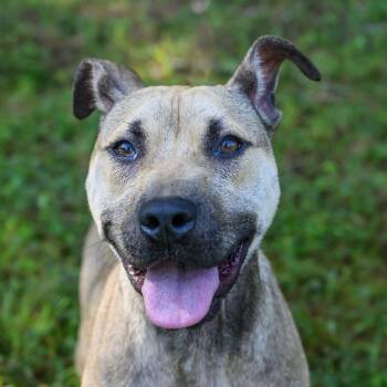 Samantha -  Mountain Cur and Mixed Breed Dog for Adoption in Blairsville, Georgia - Samantha | PetCurious