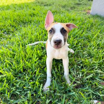 Poppi -  Mixed Breed Dog for Adoption in Lutz, Florida - Poppi | PetCurious