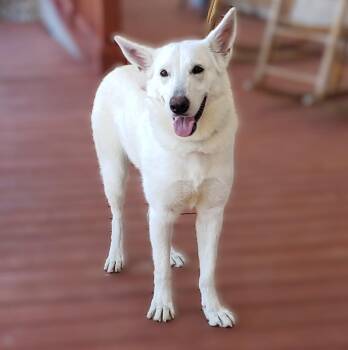 German Shepherd Dog Dogs Available for Adoption - Robin Buckley | PetCurious