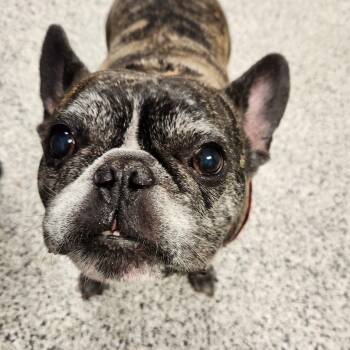 French Bulldog Dogs Available for Adoption in Liberty, Missouri - Baxter | PetCurious