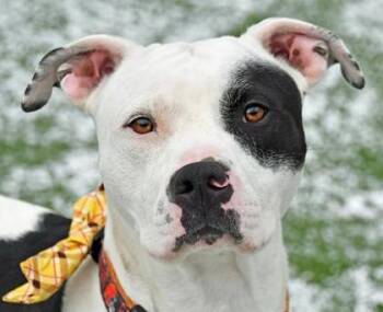 Rescue Pit Bull Terrier and Mixed Breed Dogs for Adoption in Cleveland, Ohio - Dayton | PetCurious