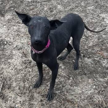 Fuchsia -  Xoloitzcuintli Mexican Hairless Dog Available for Adoption in Aberdeen, North Carolina - Fuchsia | PetCurious