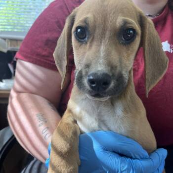 Mixed Breed Dogs Available for Adoption in Columbiana, Alabama - Wendy | PetCurious