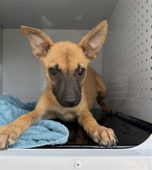 DRAGON -  Mixed Breed Dog for Adoption in Jacksonville, Florida - DRAGON | PetCurious