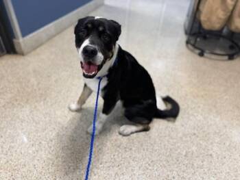 BABY BOY -  Bernese Mountain Dog and Rottweiler Dog for Adoption in Doral, Florida - BABY BOY | PetCurious