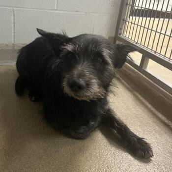 Gemma -  Schnauzer Dog for Adoption in Kansas City, Kansas - Gemma | PetCurious
