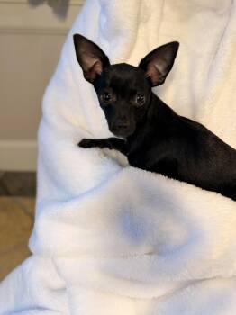 Hazelnut -  Rat Terrier Dog for Adoption in Richmond, Texas - Hazelnut | PetCurious