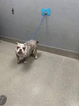MAMAS -  Pit Bull Terrier Dog for Adoption in Las Vegas, Nevada - MAMAS | PetCurious