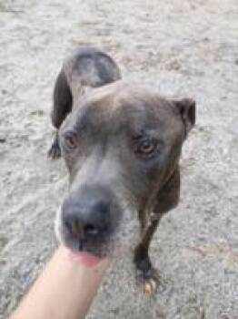 Smokey -  Mixed Breed Dog for Adoption in Georgetown, South Carolina - Smokey | PetCurious