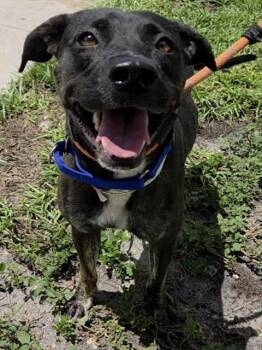 MELROSE -  Labrador Retriever Dog for Adoption in Fort Lauderdale, Florida - MELROSE | PetCurious