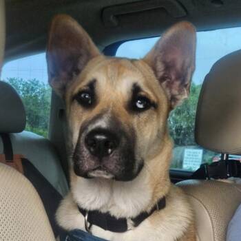 Charlie -  Shepherd and Mixed Breed Dog for Adoption in Corpus Christi, Texas - Charlie | PetCurious