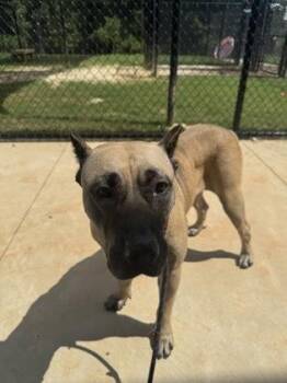 Ember -  Mastiff and Mixed Breed Dog for Adoption in Atlanta, Georgia - Ember | PetCurious