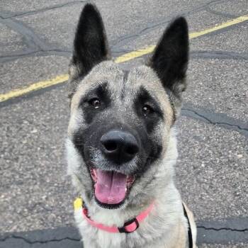 Akita Dogs Available for Adoption - Jewel | PetCurious