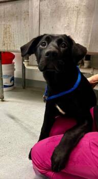 Mixed Breed Dogs Available for Adoption in Spruce Pine, North Carolina - Delilah | PetCurious