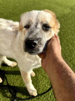 Mixed Breed Dogs Available for Adoption - Rosie | PetCurious