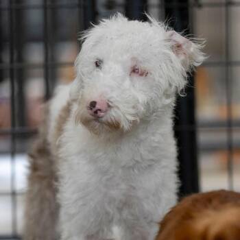 Buckee (JY26-110) -  Miniature Schnauzer and Miniature Poodle Dog for Adoption in Peyton, Colorado - Buckee (JY26-110) | PetCurious