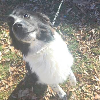 Border Collie and Great Pyrenees Dogs Available for Adoption in Thayne, Wyoming - Fighto | PetCurious