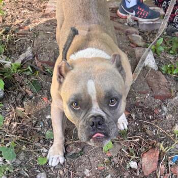 Munchkin -  Mixed Breed Dog for Adoption in Philadelphia, Pennsylvania - Munchkin | PetCurious