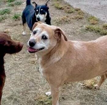 Rescue Mixed Breed Dogs for Adoption in Tunica, Mississippi - Max & Abby, Bonded Pair | PetCurious