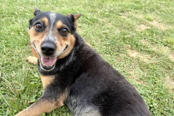 Shelby -  Australian Cattle Dog Blue Heeler Dog for Adoption in Maryville, Tennessee - Shelby | PetCurious