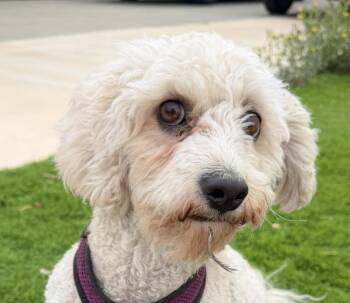 Coconut -  Poodle and Spaniel Dog for Adoption in San Ramon, California - Coconut | PetCurious