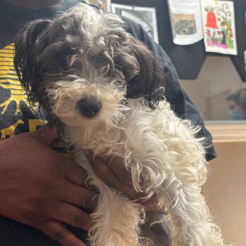Terrier Dogs Available for Adoption in Dallas, Texas - Scruffles | PetCurious