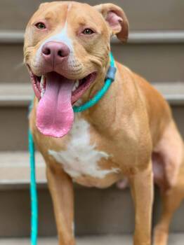 Ivan -  Pit Bull Terrier and American Staffordshire Terrier Dog for Adoption in Kenmore, New York - Ivan | PetCurious