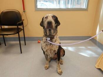 APOLLO -  German Shorthaired Pointer and Great Dane Dog for Adoption in San Jose, California - APOLLO | PetCurious