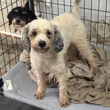 Victor -  Poodle Dog for Adoption in Columbia, South Carolina - Victor | PetCurious