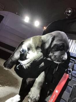 Mixed Breed Dogs Available for Adoption in Dallas, Texas - SHILOH | PetCurious