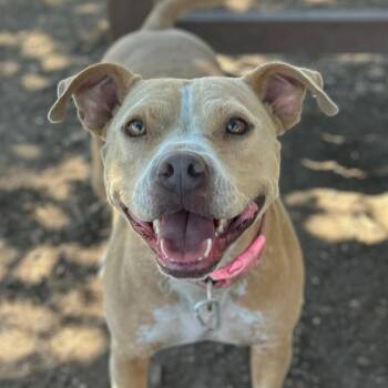 BUBBLES -  Terrier Dog for Adoption in San Antonio, Texas - BUBBLES | PetCurious